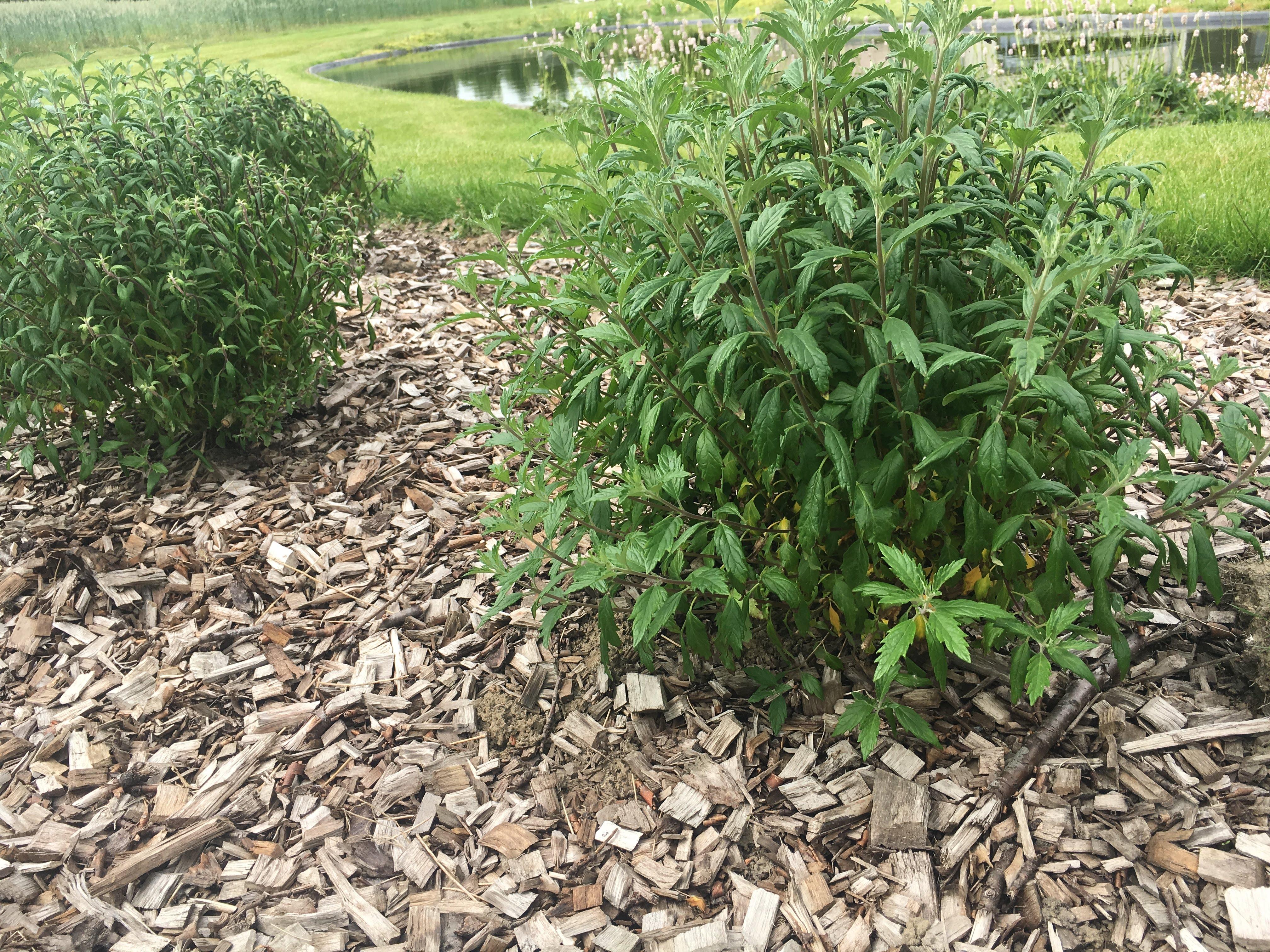 Houtsnippers als bodembedekking tegen onkruid en voor tuindecoratie